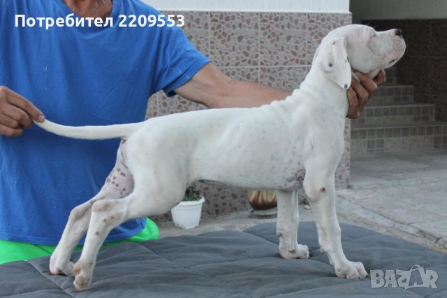 Дого Аржентино FCI, снимка 1