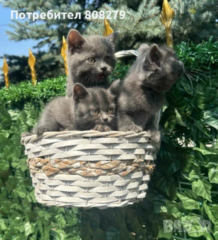 Британска късокосместа, снимка 1