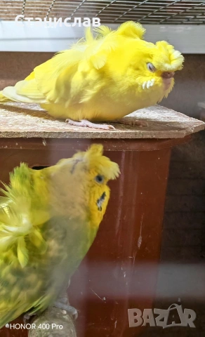 продавам вълнисти папагали, хиликоптери и чачулата амадинка