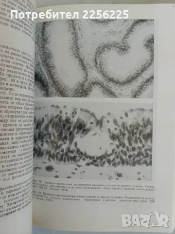 Обща хистология и ембриология, снимка 3 - Специализирана литература - 47491749