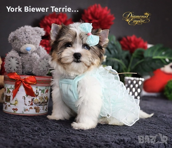 Йорк с сини очи! Мини момиче с родословие и доставка! 
