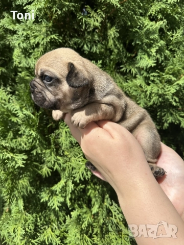  френски булдог/french Buldog, снимка 6 - Френски булдог - 55876701
