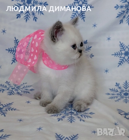 Персийско екзотично момиче. , снимка 15 - Персийска - 52883045