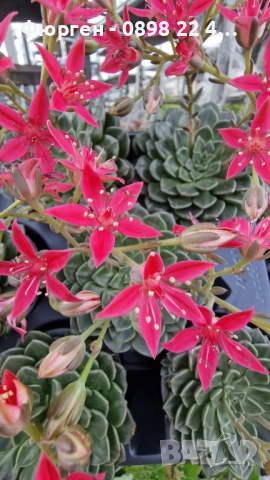 Ехеверия „Испанска звезда“ – сукулент с яркорозови цветове, снимка 2 - Разсади - 52688504
