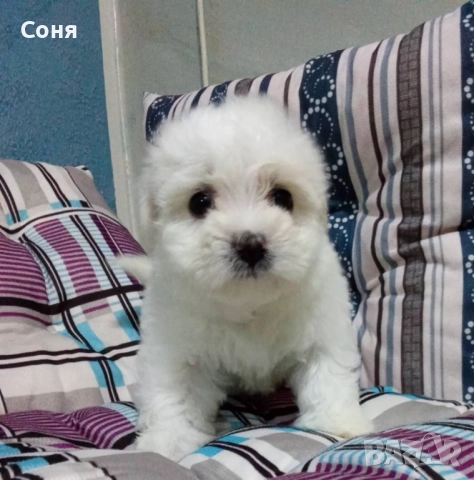 Мини малтийски болонки , снимка 5 - Болонка - 52529237