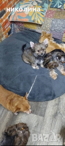 Продавам Йоркширски териер , снимка 4 - Йоркширски териер - 53051709