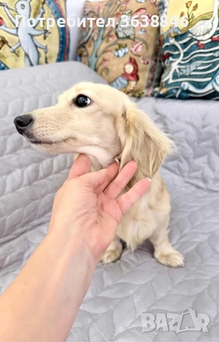 Дългокосмест дакел