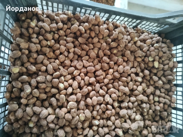 Български лешници без черупка - реколта 2025 г., снимка 7 - Други - 35210181