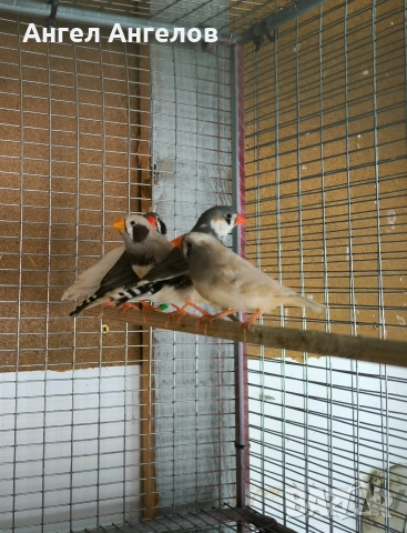 зеброви амадини , снимка 2 - Амадини - 53275693