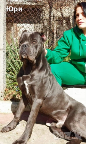 Кане корсо свободно момиче , снимка 7 - Кане корсо - 53083867