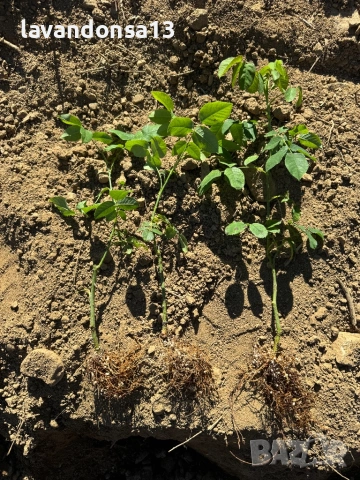 Българска Маслодайна Роза – Дамасцена, Алба, Сентифолия | Разсад, снимка 8 - Градински цветя и растения - 42641069