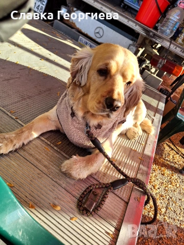 Английски Кокер шпаньол , снимка 9 - Търси партньор - 53963879