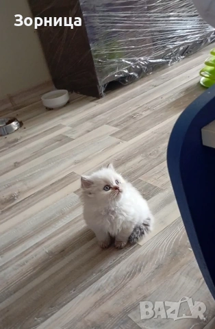 Британско дългокосместо коте, снимка 8 - Британска късокосместа - 54337713