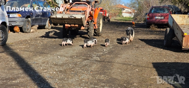 виетнамски прасета прасенца