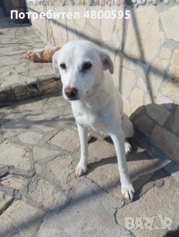 Подарява се женско кученце 🐶❤️