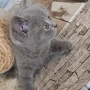 Британски котета. , снимка 6