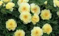 Продавам корени (коренища) от Божури (български), снимка 13