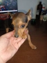 Мъжки мини пинчер, снимка 1