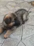 Малки немски овчарски!, снимка 5