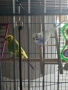 продавам вълнисти папагали, снимка 1