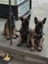 Белгийска овчарка !!! , снимка 7