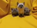 Котета от порода Руска синя котка !, снимка 12