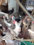 Продам пилета ,ярки млади петлета , снимка 14