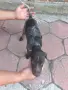 Дратхаар женско, снимка 4