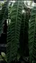 Philodendron Patriciae , снимка 2