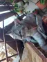 Сив Таби котарак търси дом, снимка 2