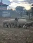 Продават се овце и коч млади, снимка 3