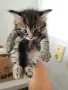 Подарявам малки котенца, снимка 1