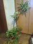 Продавам коледниче и драцена, снимка 2