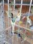 Вълнисти папагали и Корели , снимка 6