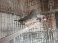 Джъмбо зеброви амадини , снимка 2