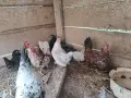 Шабо на различни възраст, снимка 5