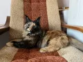 Чистокръвно женско котенце мейн куун търси партньор, снимка 2