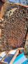 пчелни отводки 2024, снимка 1 - За пчели - 44575209