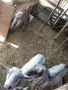 Продава се коза и пърч и яре, снимка 3