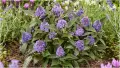 Buddleja davidii ‘Little Rockstars Blue’ (Будлея синя – Литъл Рокстарс), снимка 1