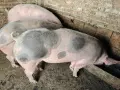 домашни прасета , снимка 2