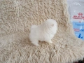 Померани.Реални снимки ! Различни възрасти !!!, снимка 5