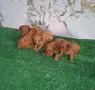 Той пудел момичета и момчета, снимка 7
