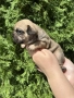  френски булдог/french Buldog, снимка 6