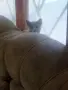 Британски котен, снимка 6