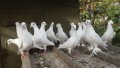 Бели немски много красиви ритоални гъгъби, снимка 4