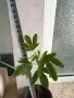 Каркаде хибискус, снимка 6