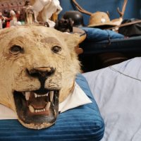 Глава на лъв трофей от 19век., снимка 11 - Антикварни и старинни предмети - 29194108