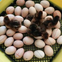   Разплодни яйца от Катунски кокошки, снимка 5 - други­ - 35604780