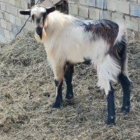 Продавам пърчове и кози, снимка 1 - Кози - 42310131